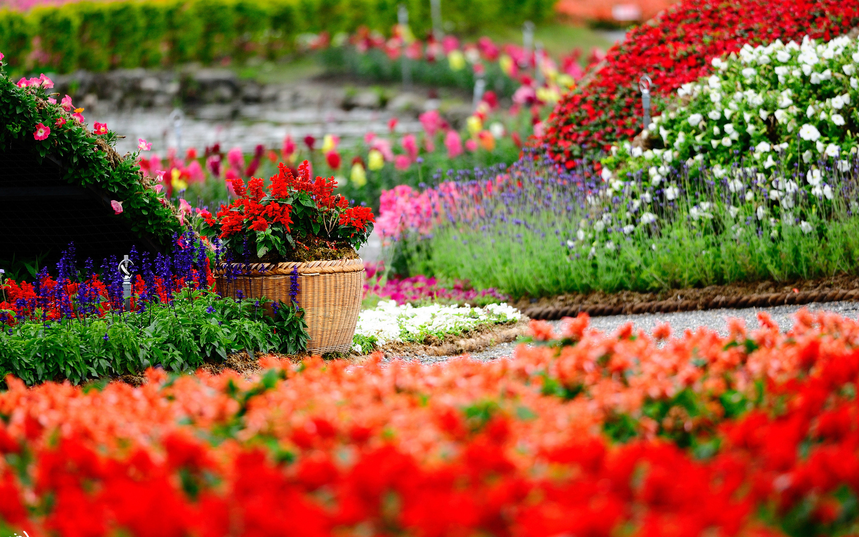 сад, яркие, парк, кашпо, горшок, цветы, цветение Цветы картинки, обои рабочий стол