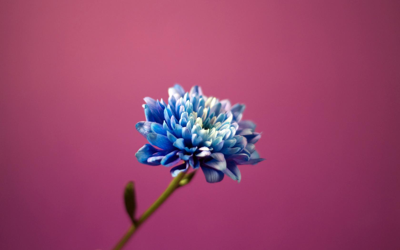Голубой цветочек Цветы картинки, обои рабочий стол