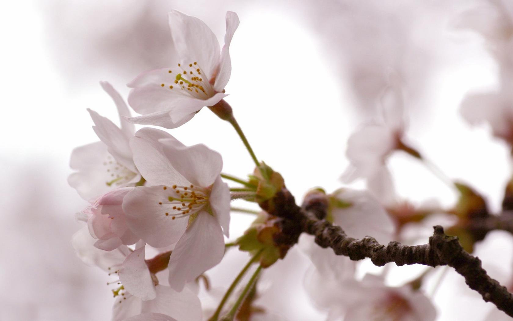 Дерево, цветки, весна Цветы картинки, обои рабочий стол