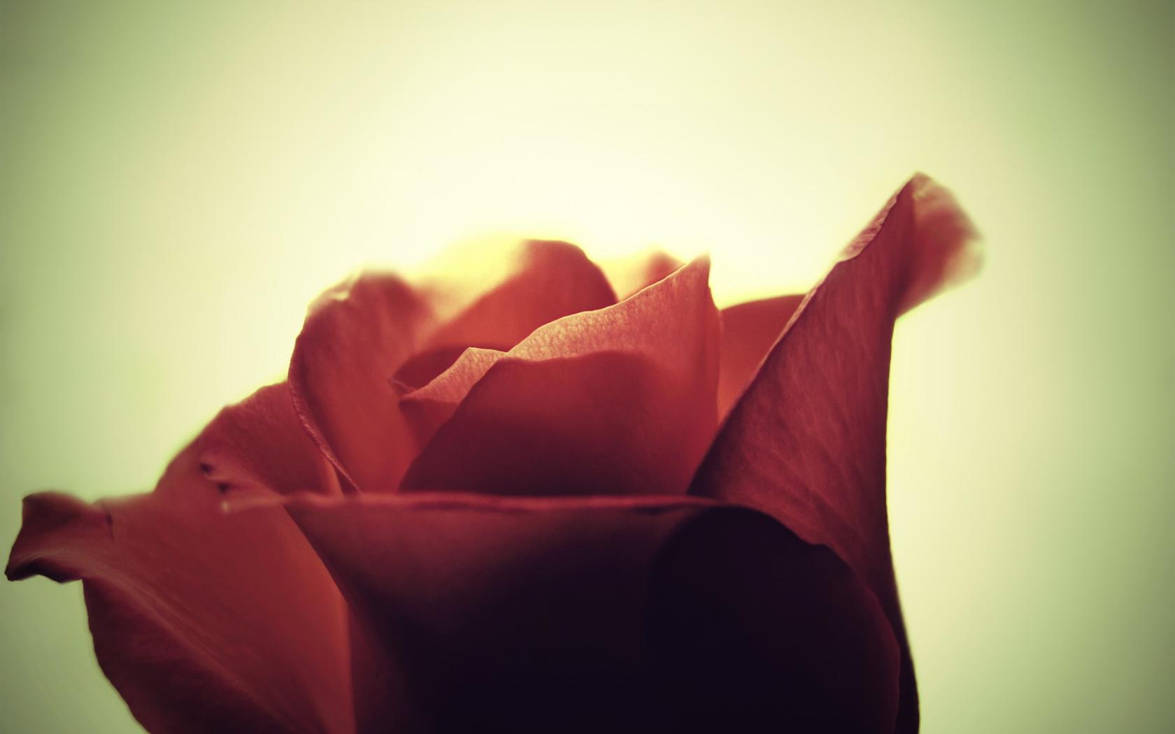 Роза, красный, макро Цветы картинки, обои рабочий стол