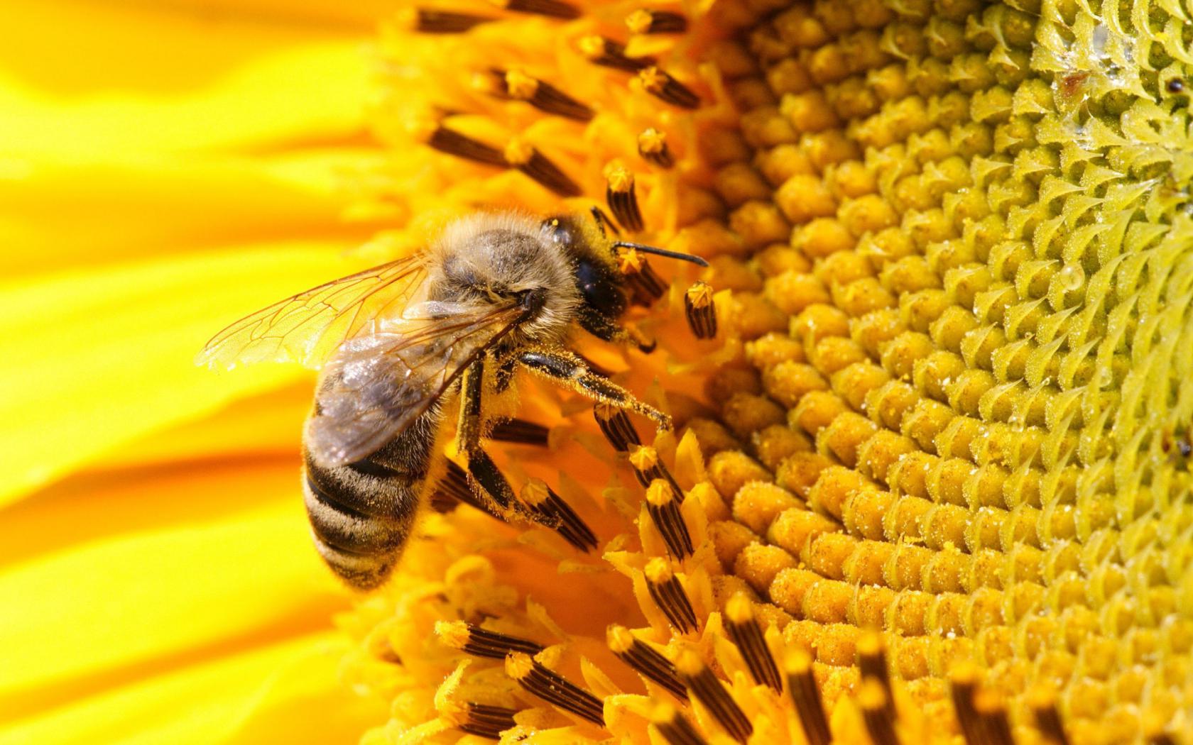 Пчела, подсолнух, желтый, насекомое Цветы картинки, обои рабочий стол