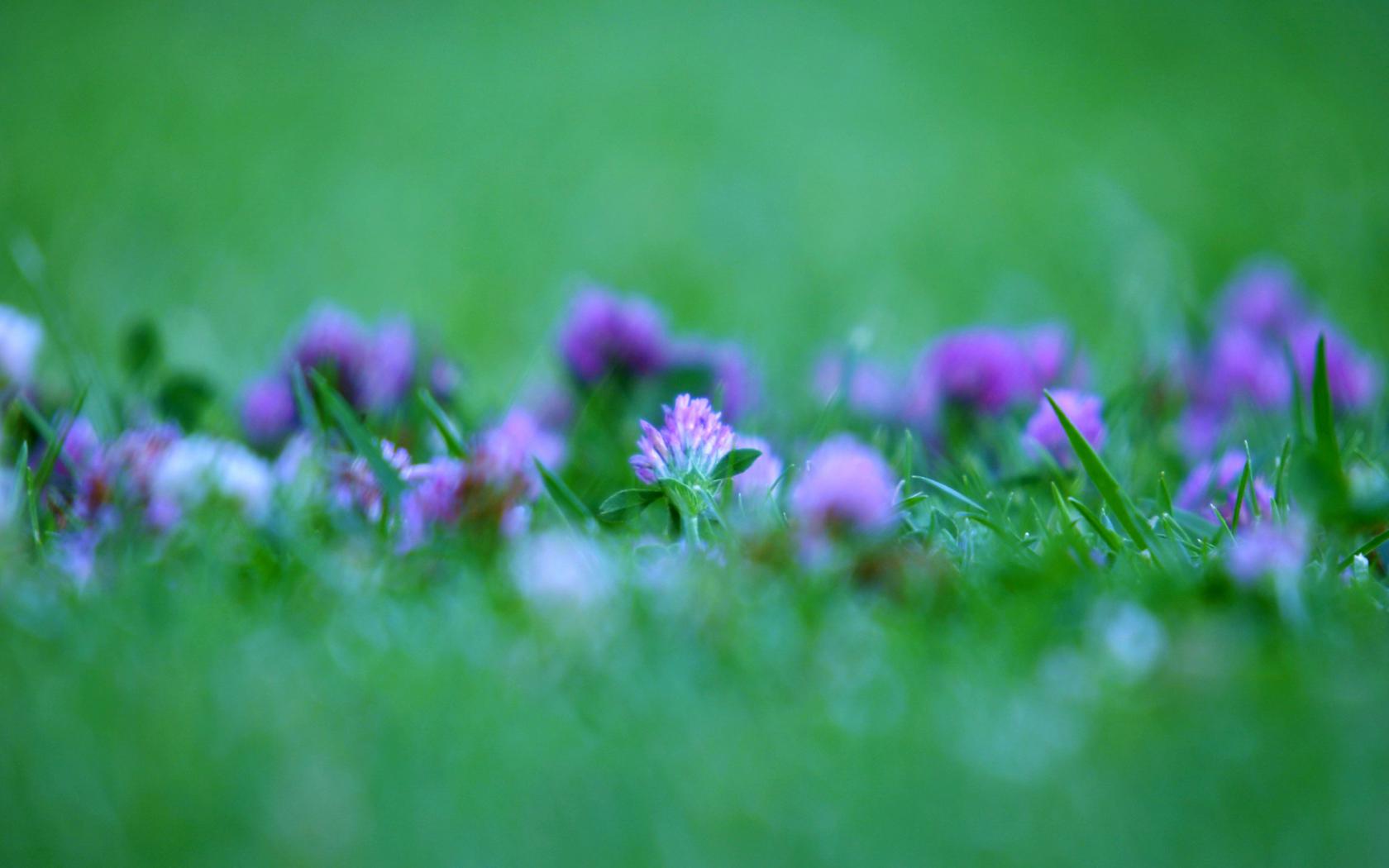 Фиолетовые цветы в траве Цветы картинки, обои рабочий стол