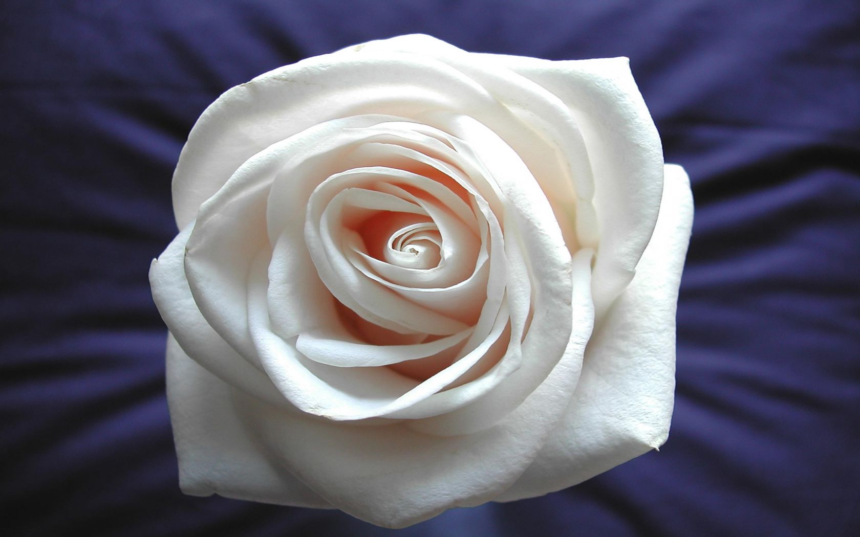 Белая роза Цветы картинки, обои рабочий стол