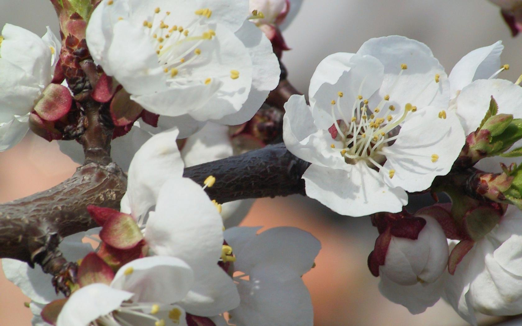 Большие цветы вишни Цветы картинки, обои рабочий стол