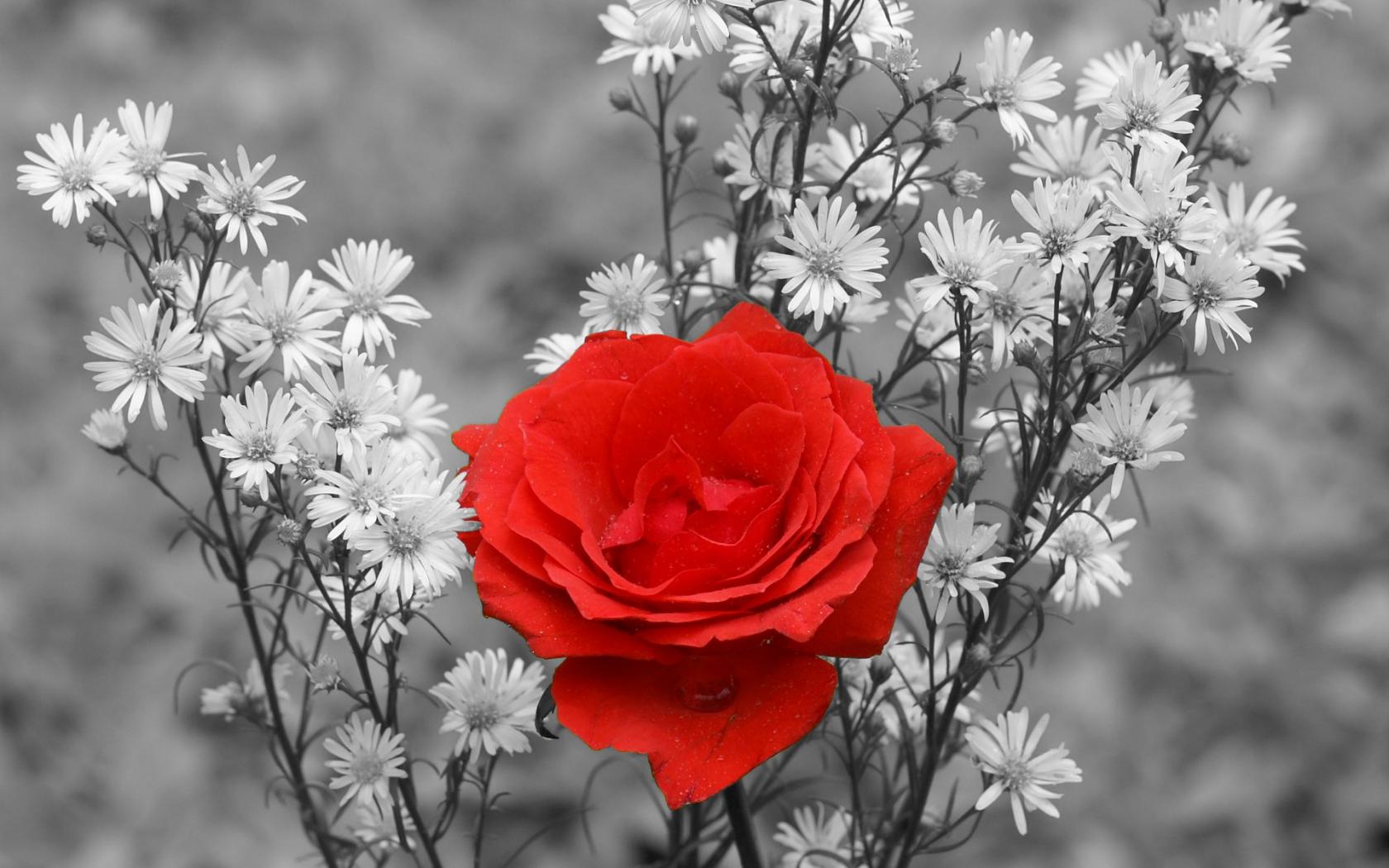 Красная роза среди черно-белой растительности Цветы картинки, обои рабочий стол