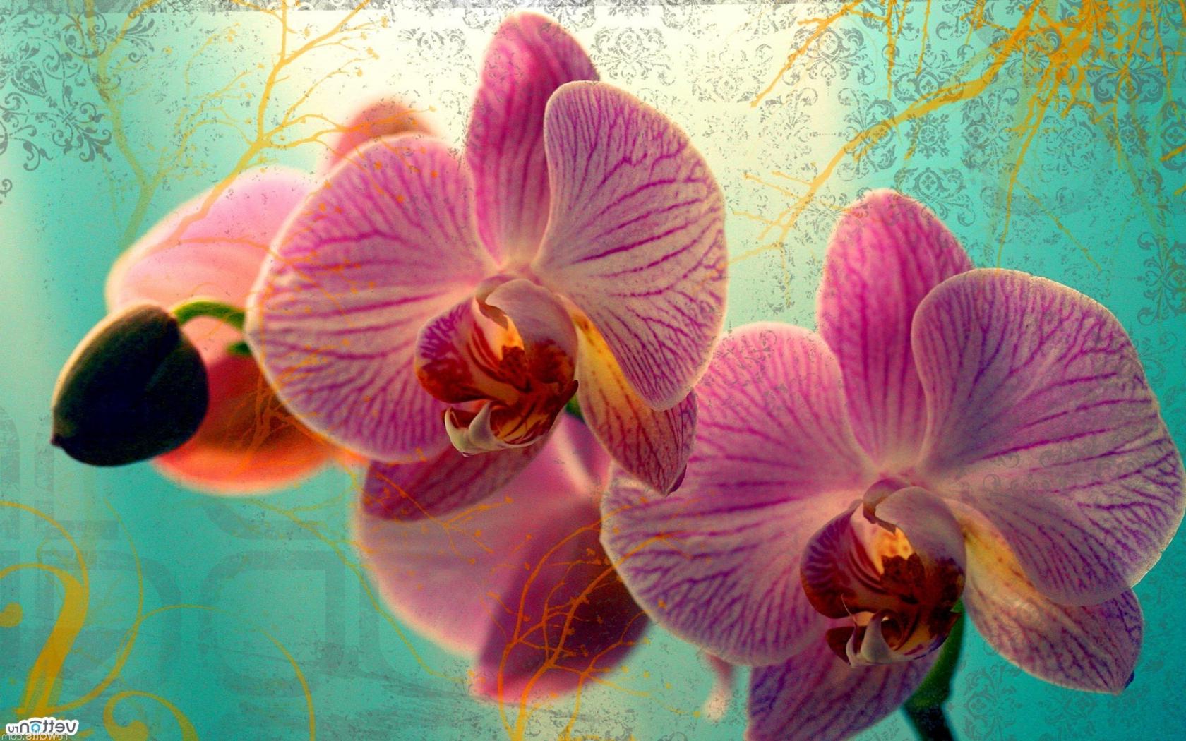 Орхидеи, розовые, лепестки Цветы картинки, обои рабочий стол