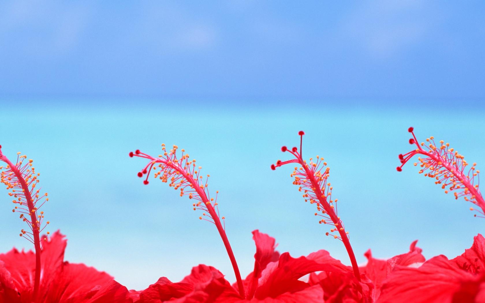 Цветы на Мальдивских островах Цветы картинки, обои рабочий стол