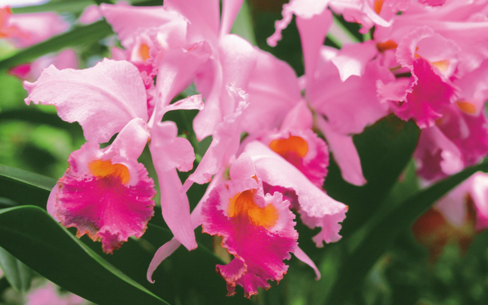 Розовые орхидеи Цветы картинки, обои рабочий стол