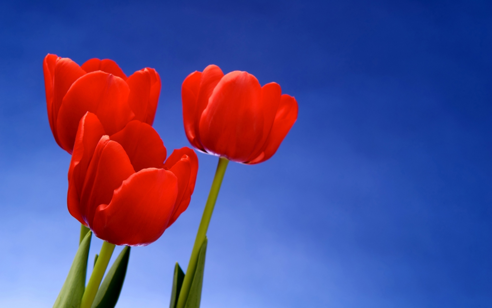 Красные тюльпаны Цветы картинки, обои рабочий стол
