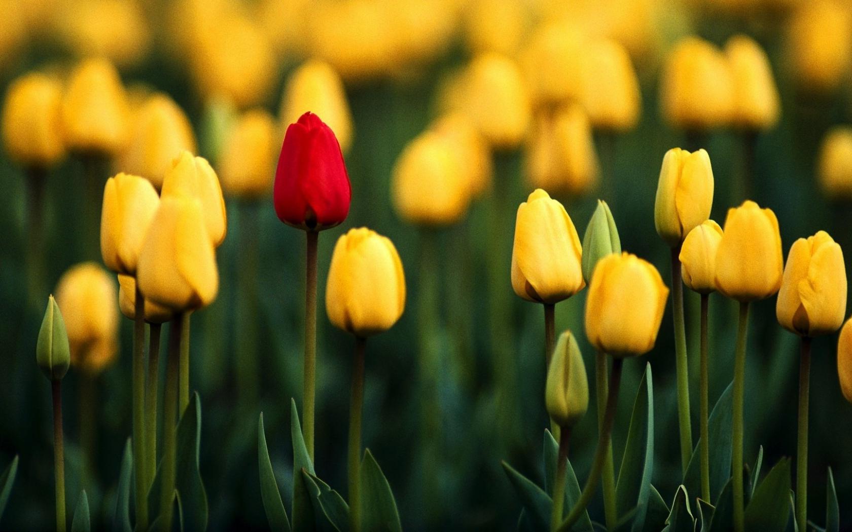 Тюльпаны, желтые, красный Цветы картинки, обои рабочий стол