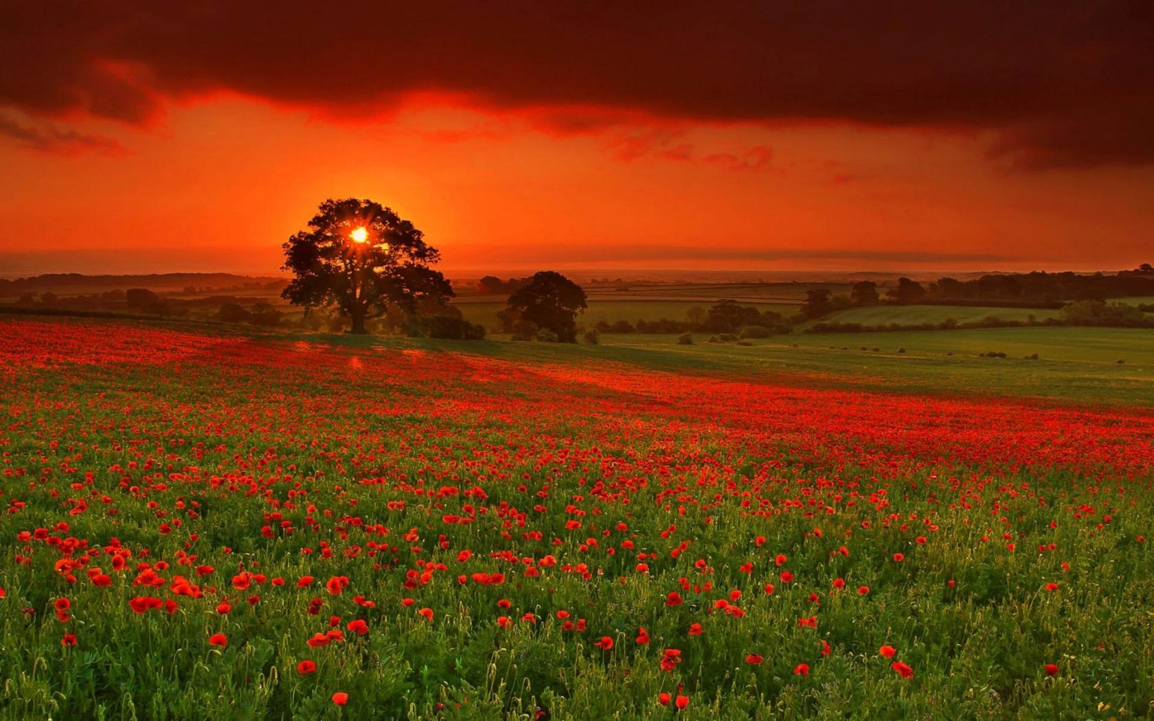 Закат на поле красных цветов Цветы картинки, обои рабочий стол