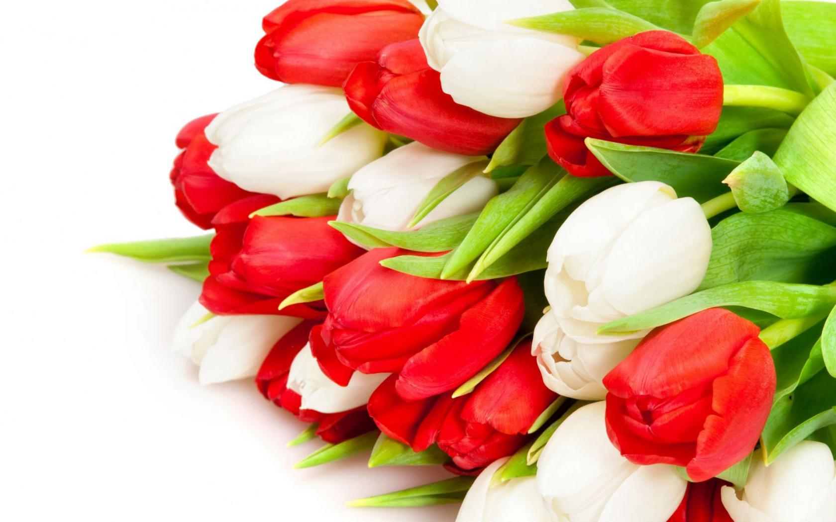Красные и белые тюльпаны Цветы картинки, обои рабочий стол