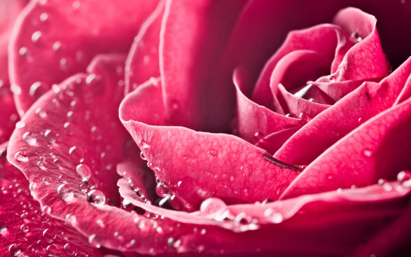 Роза в каплях воды Цветы картинки, обои рабочий стол