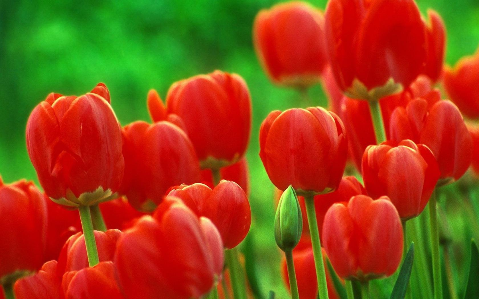 Красные тюльпаны на лужайке Цветы картинки, обои рабочий стол