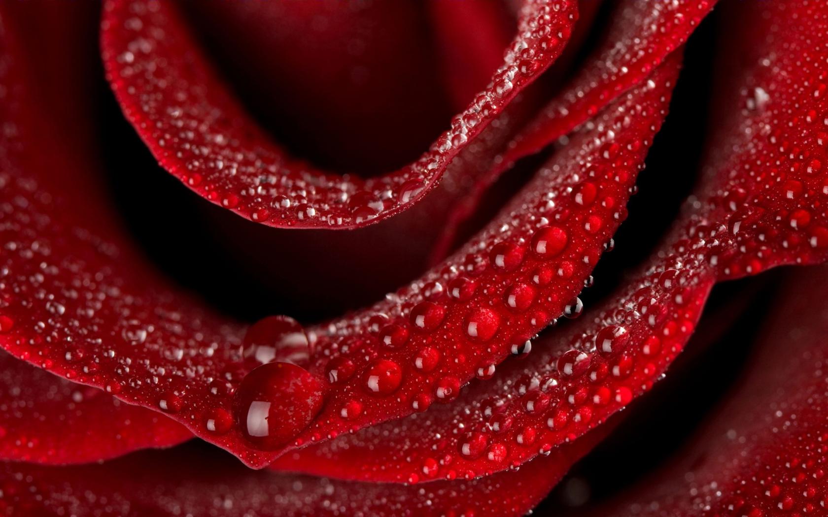 Красный, роза, капли Цветы картинки, обои рабочий стол