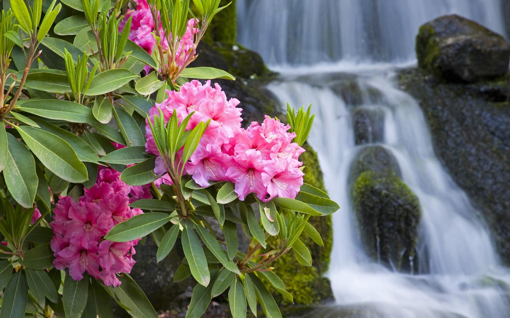 Рододендрон у водопада Цветы картинки, обои рабочий стол