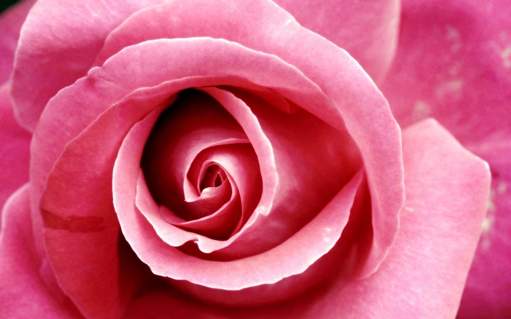 Красивая розовая роза Цветы картинки, обои рабочий стол