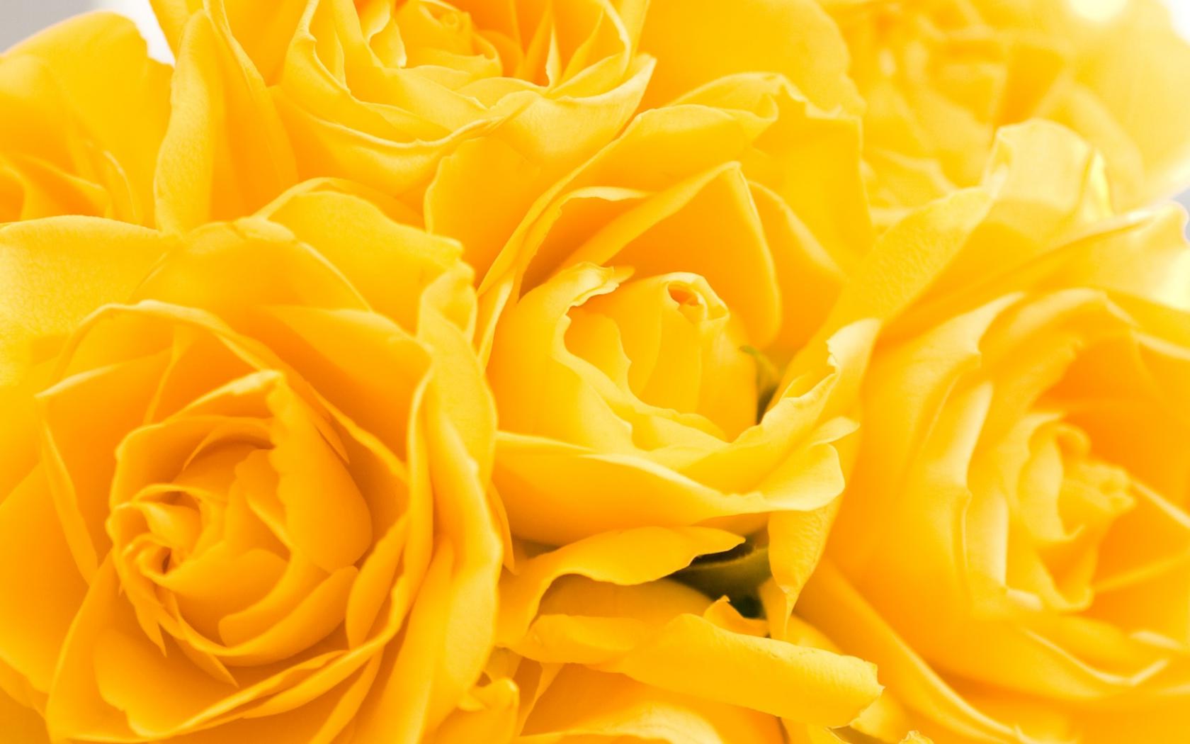 Букет желтых роз Цветы картинки, обои рабочий стол