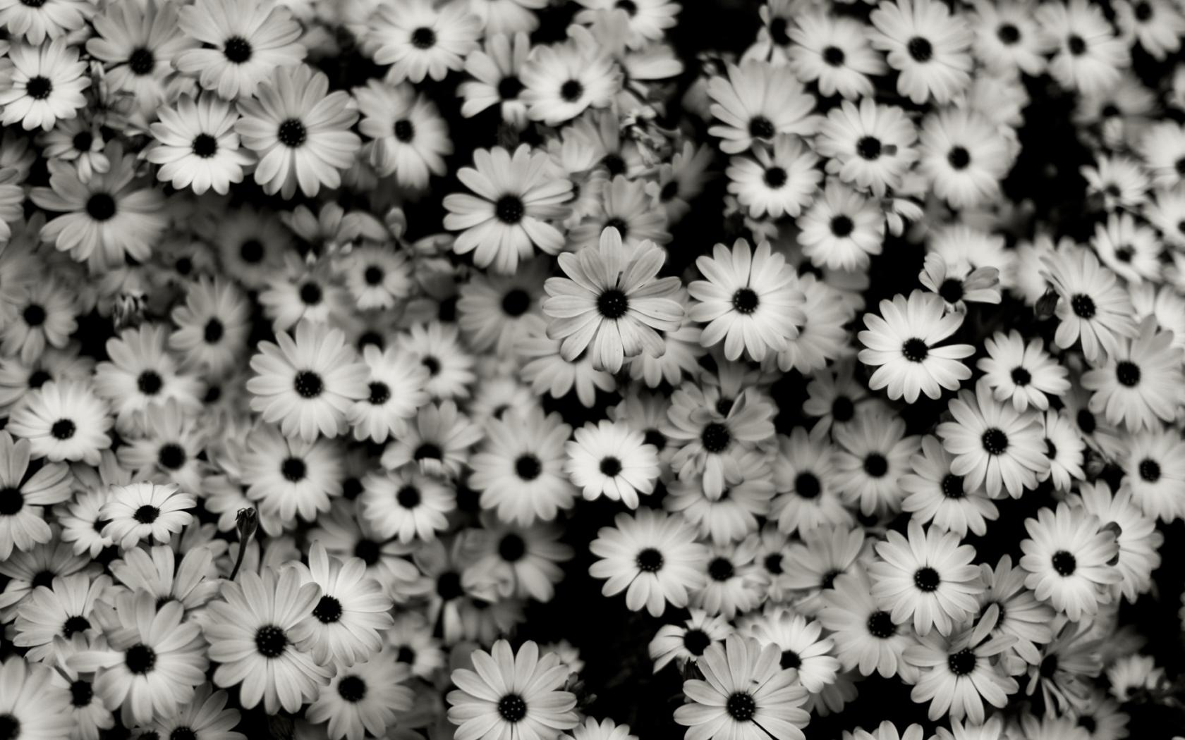 Черно-белые, цветы, природа Цветы картинки, обои рабочий стол