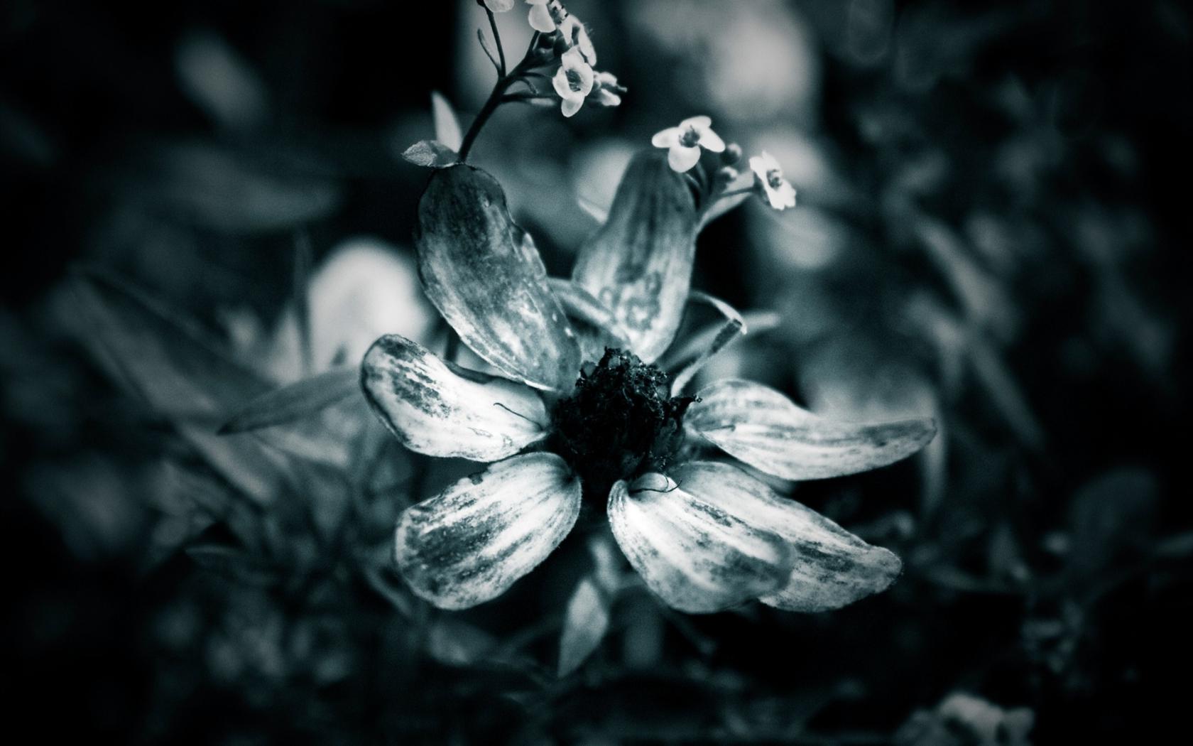 Черно-белый цветок Цветы картинки, обои рабочий стол