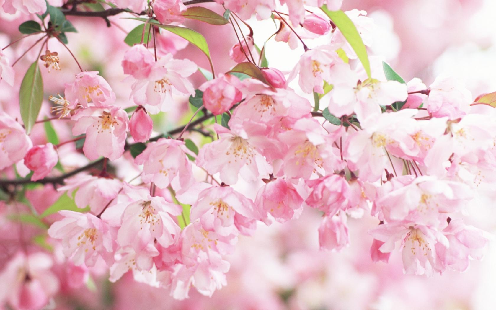 Сакура, цветение, лепестки, розовые, ветви Цветы картинки, обои рабочий стол
