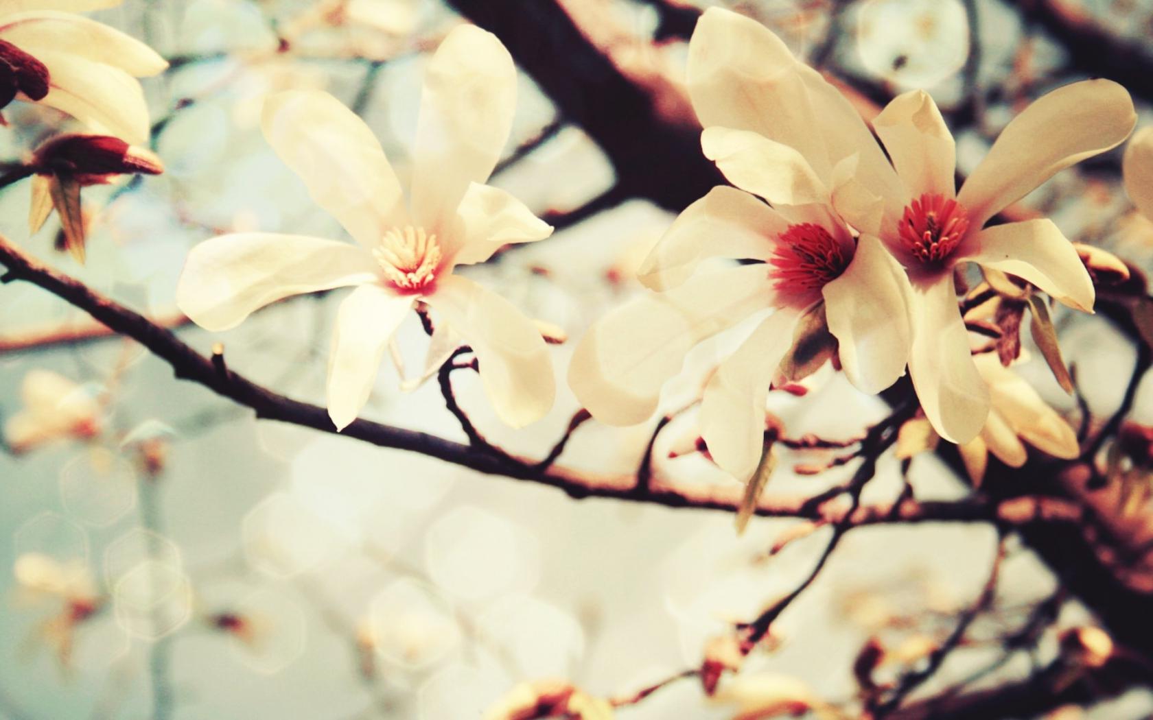 Цветы вишневого дерева Цветы картинки, обои рабочий стол