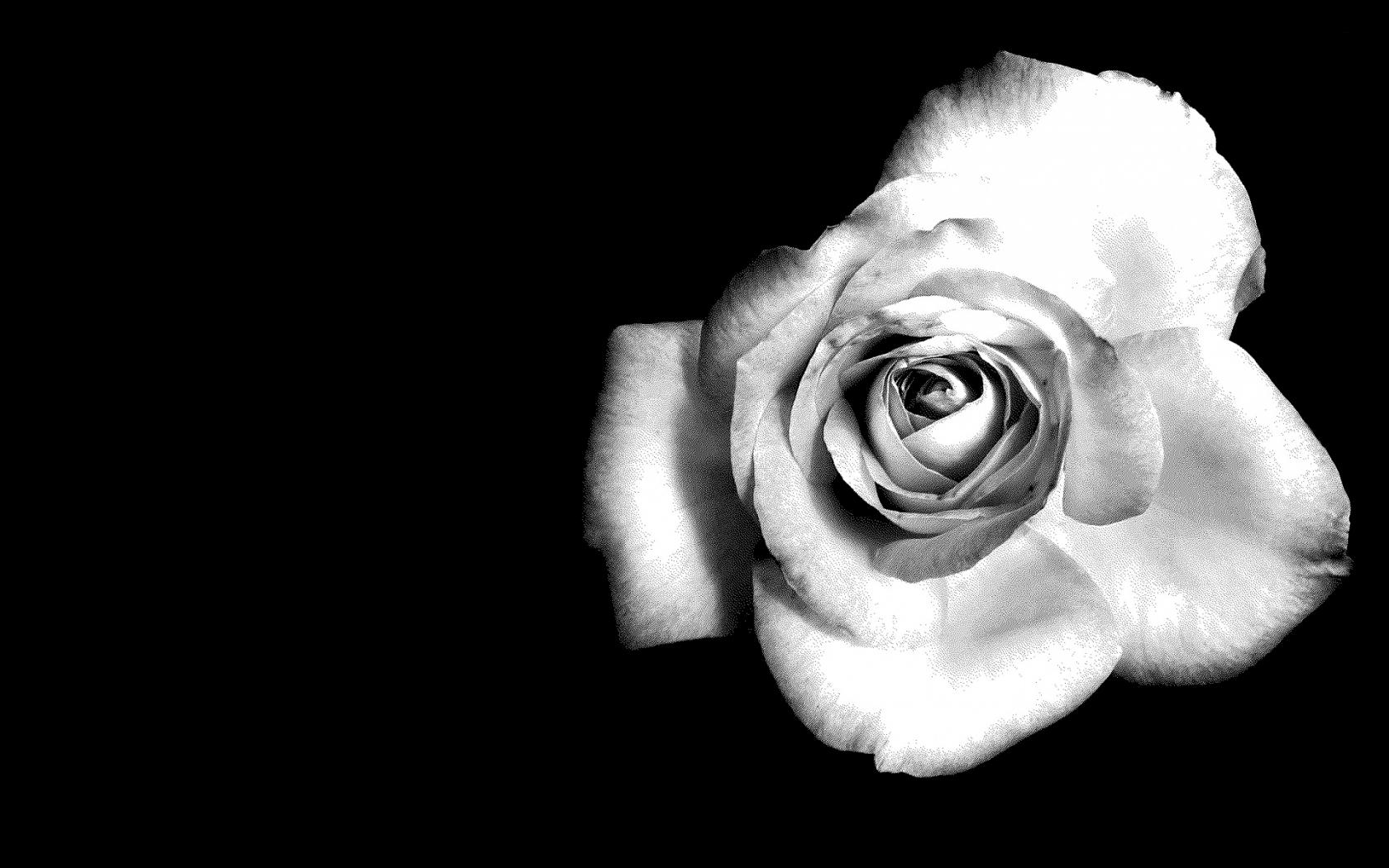 Черно-белая роза Цветы картинки, обои рабочий стол