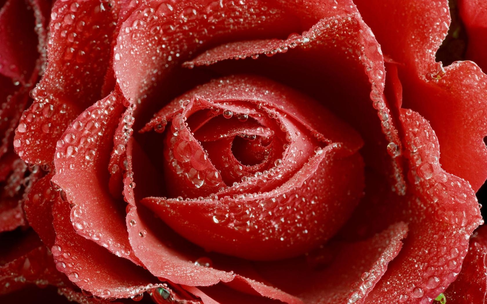 Влажная роза Цветы картинки, обои рабочий стол