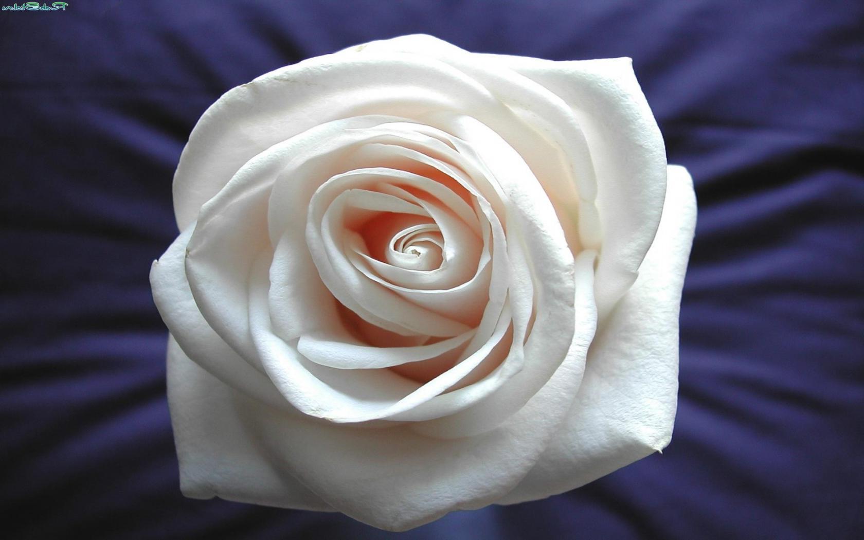 Роза белая Цветы картинки, обои рабочий стол