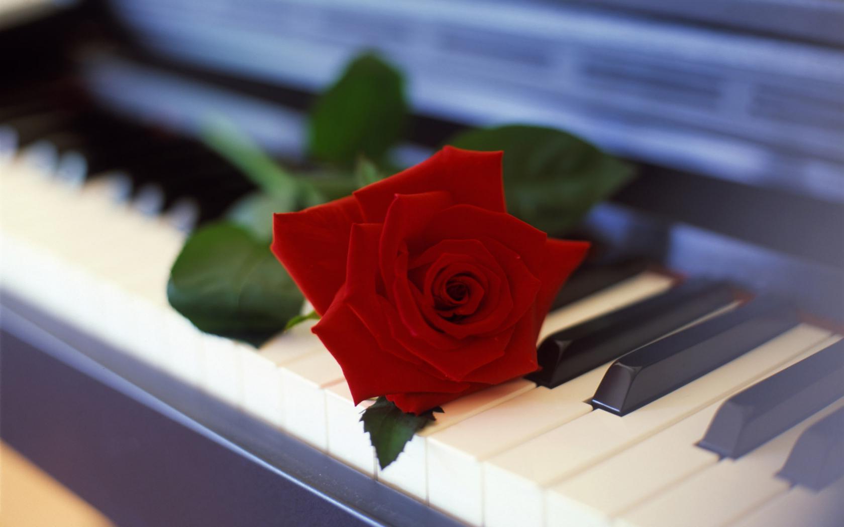 Роза на пианино Цветы картинки, обои рабочий стол