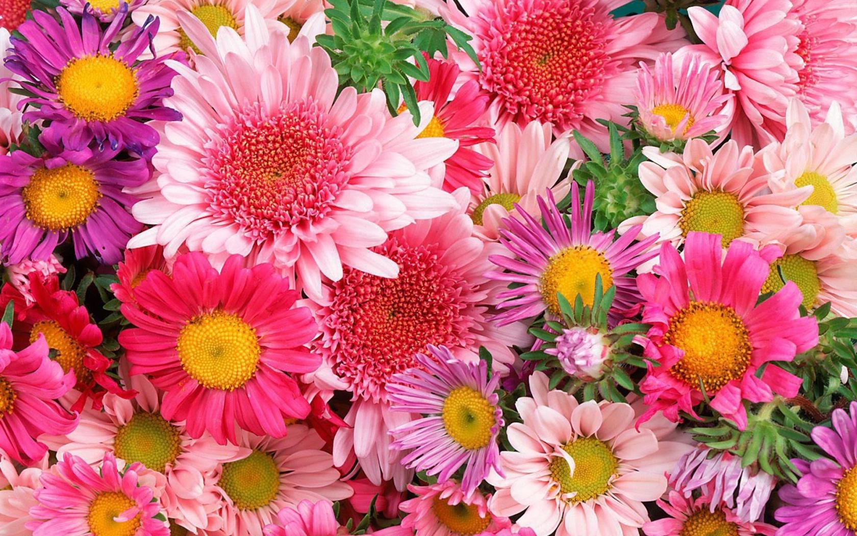 Цветы, цветочки, много, красиво, ярко, красочно Цветы картинки, обои рабочий стол