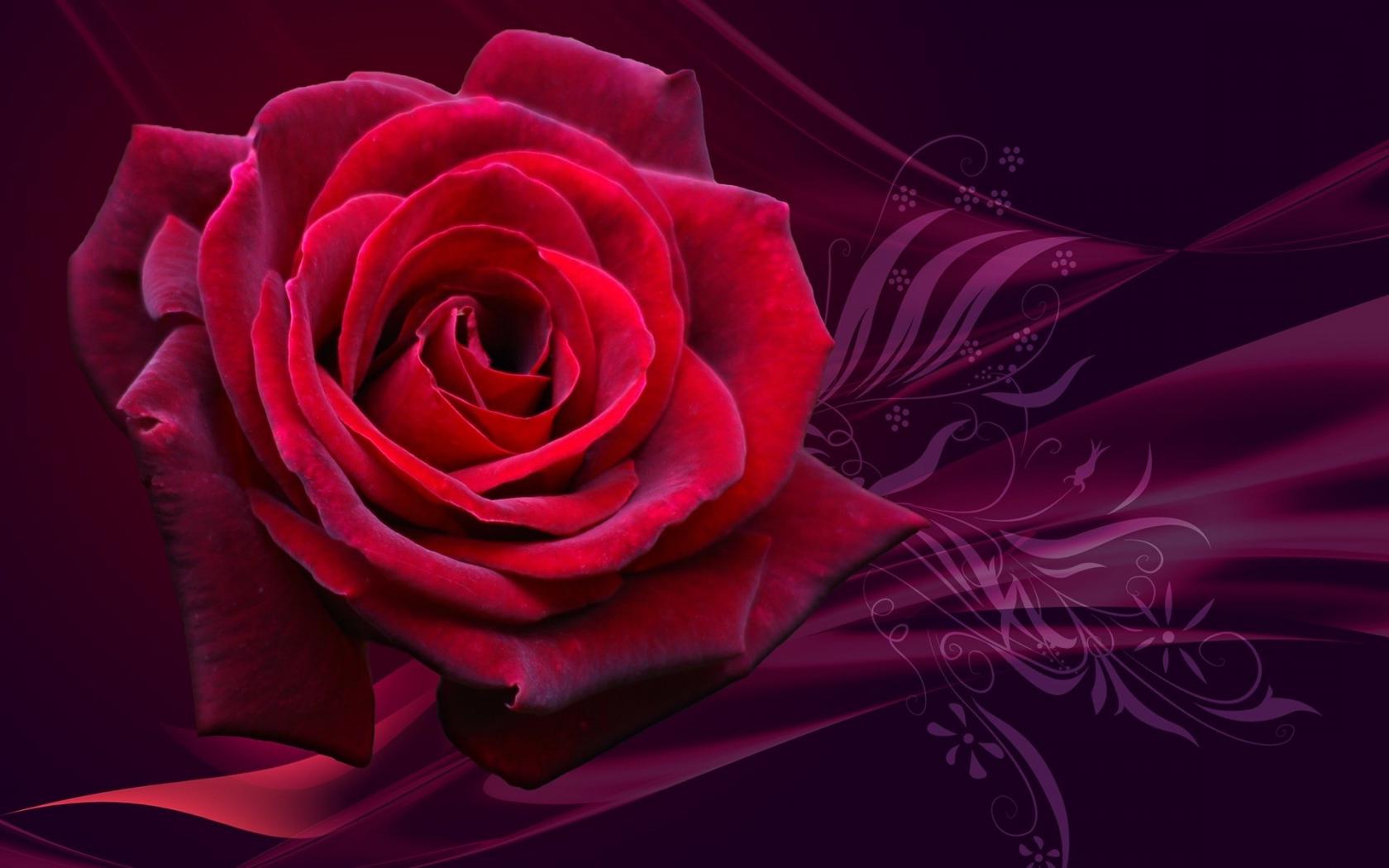 Rose, розы, red Цветы картинки, обои рабочий стол