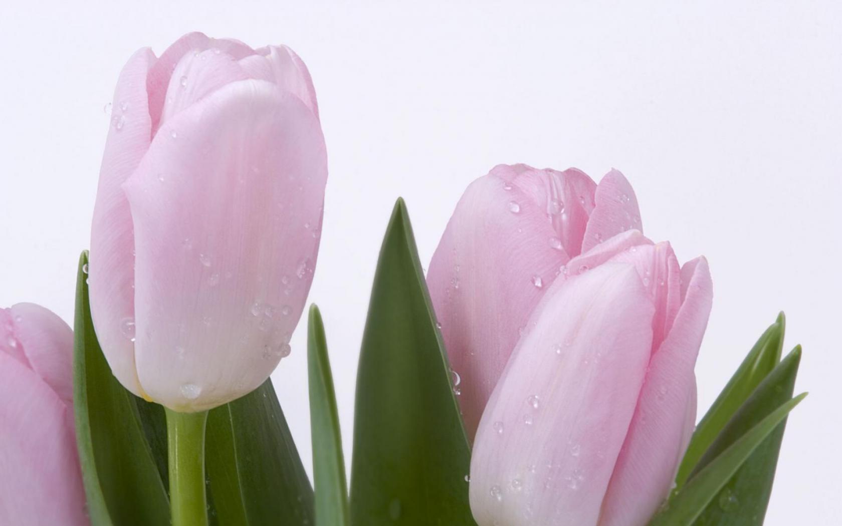 Розовые Тюльпаны Цветы картинки, обои рабочий стол