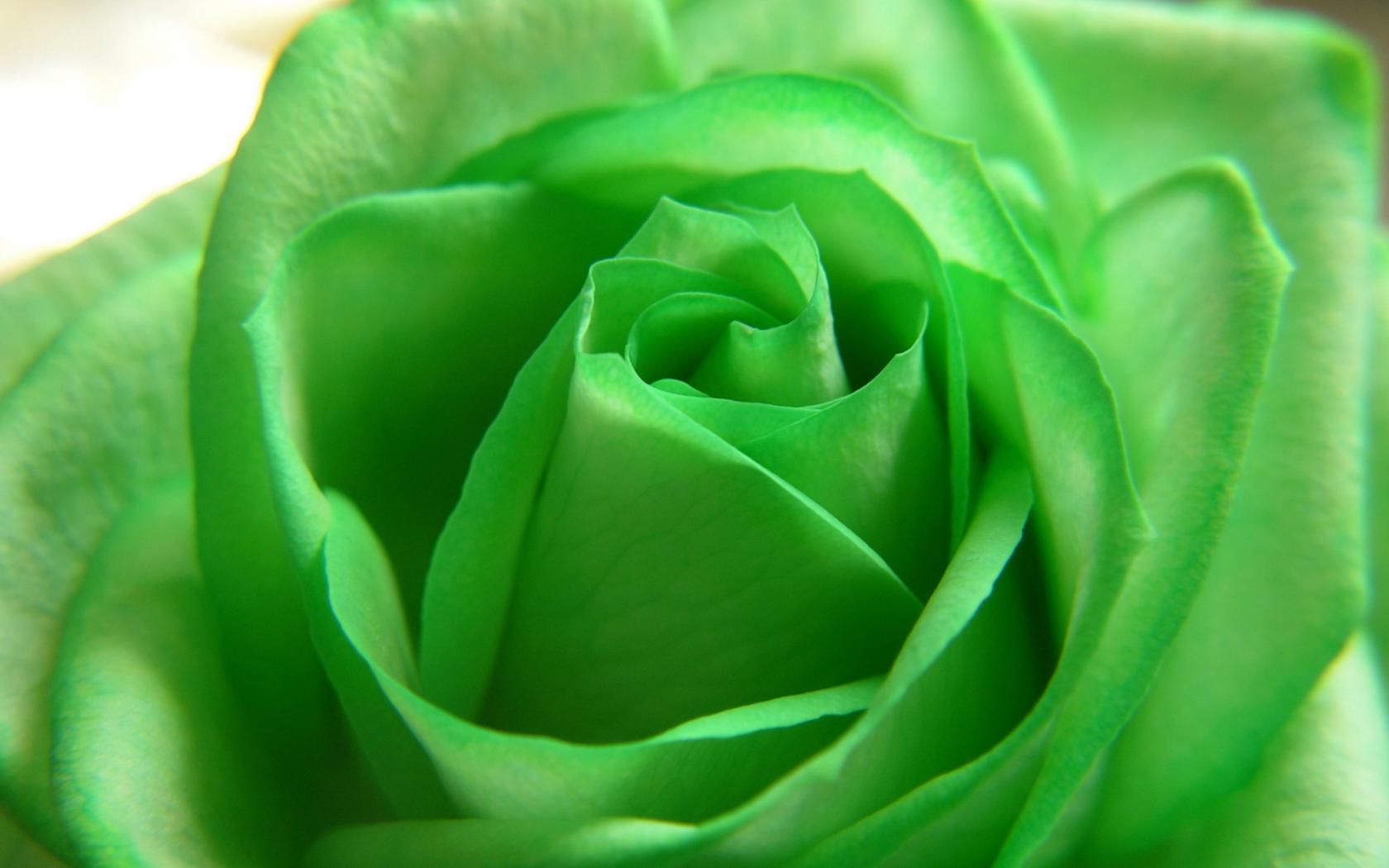 Зеленая роза Цветы картинки, обои рабочий стол