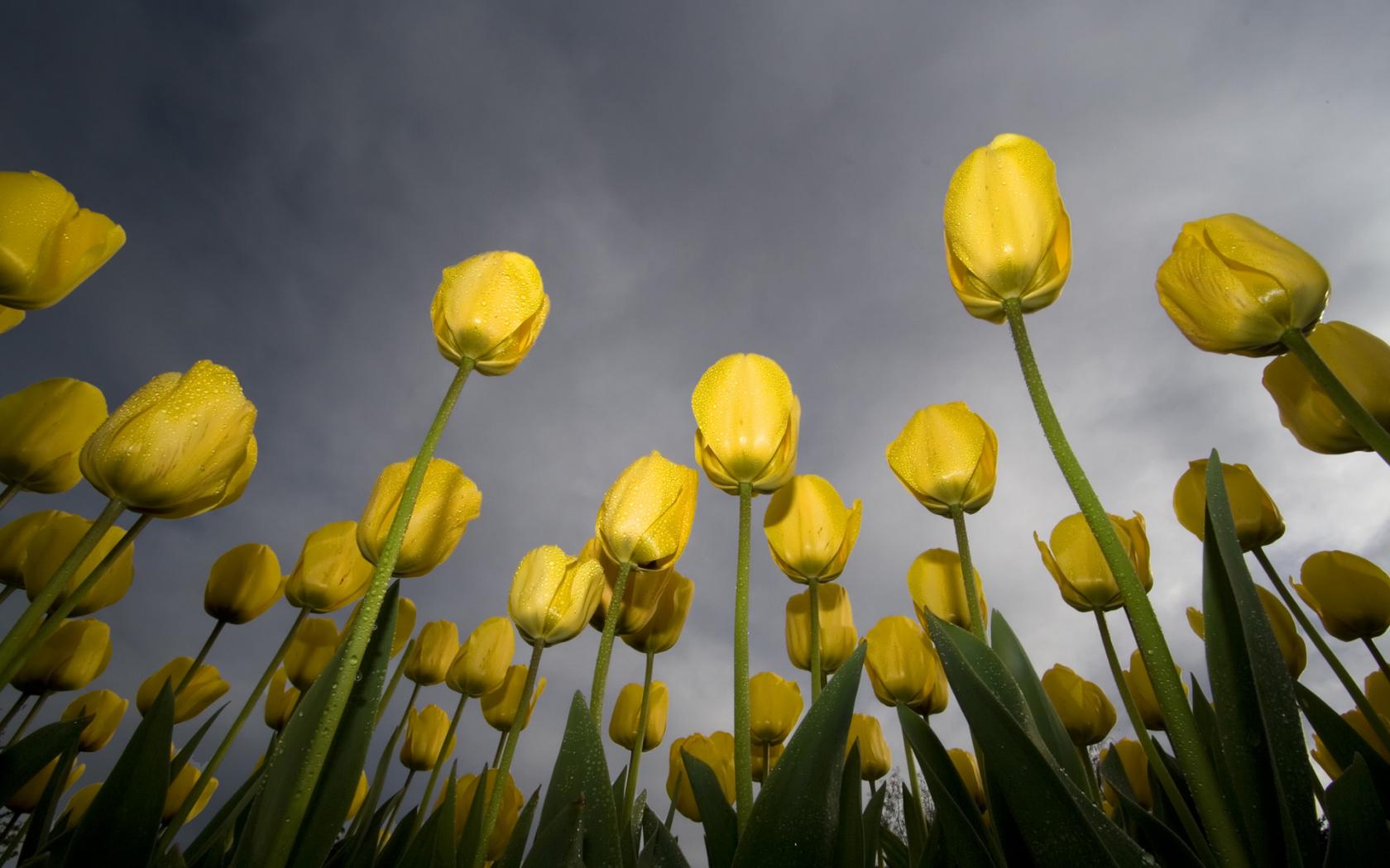 Тюльпаны, желтый, роса, небо, зеленый Цветы картинки, обои рабочий стол