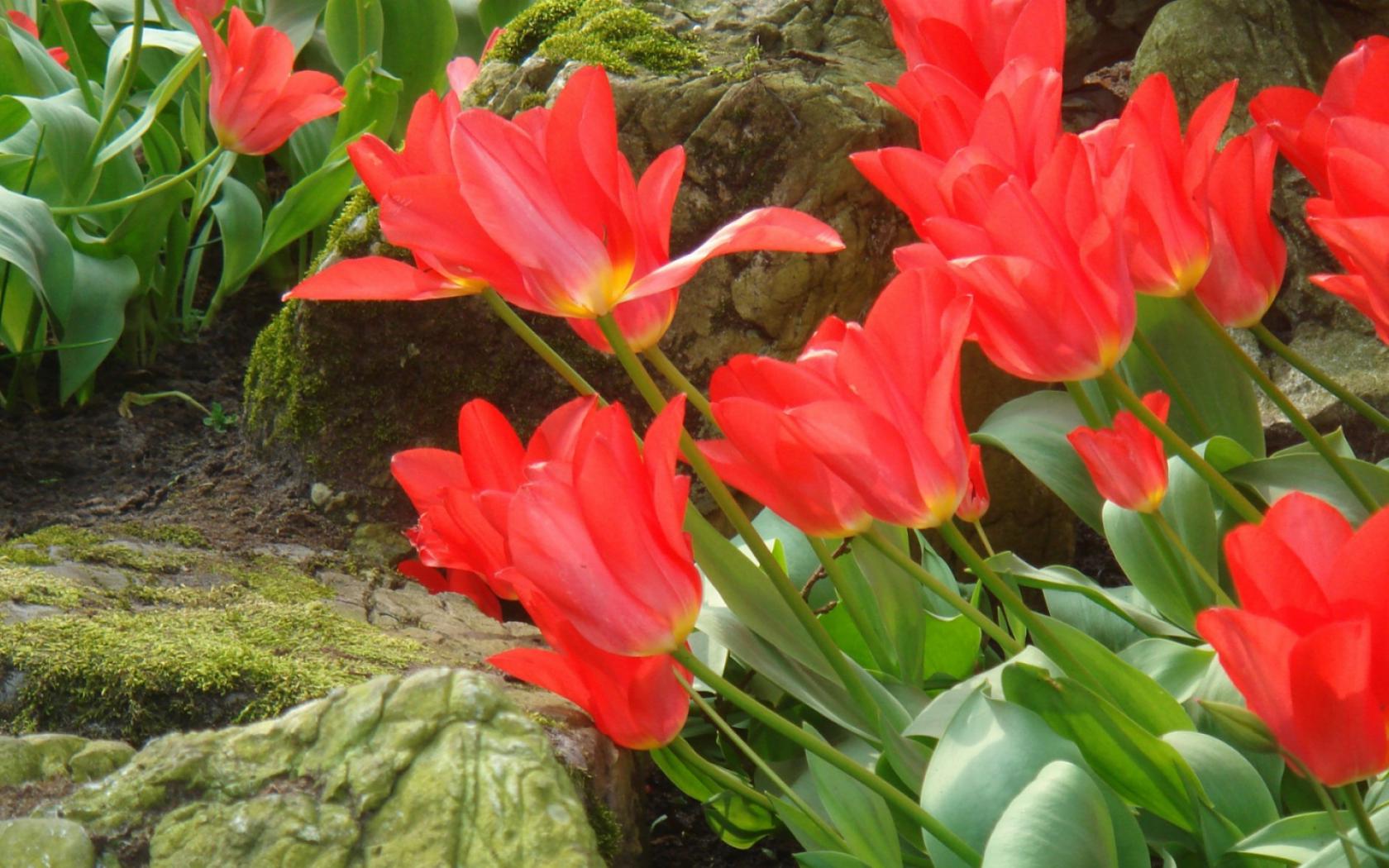 Красные Тюльпаны Цветы картинки, обои рабочий стол