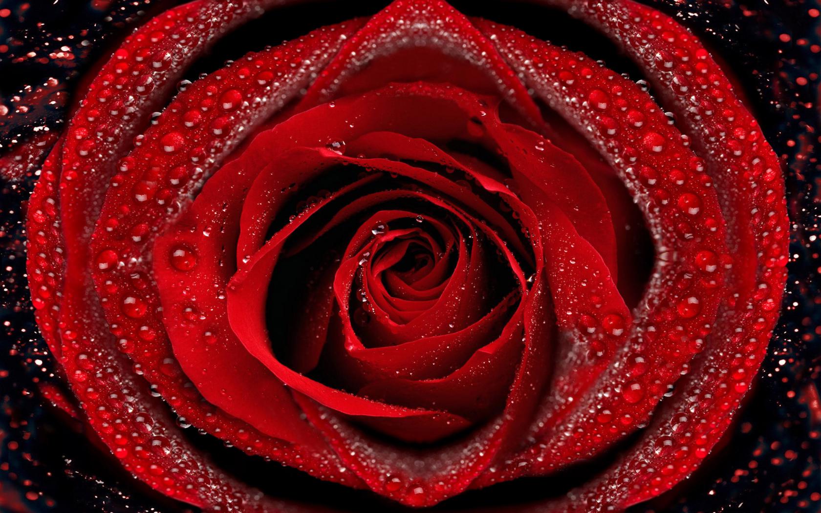 Красная роза, капли воды Цветы картинки, обои рабочий стол