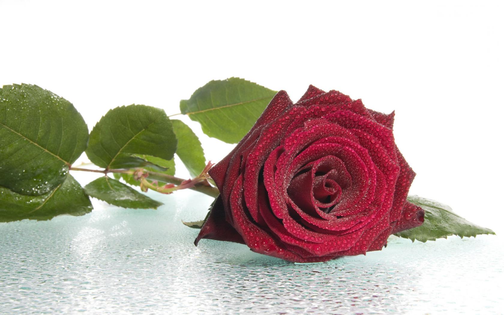 Роза, цветы, роса Цветы картинки, обои рабочий стол