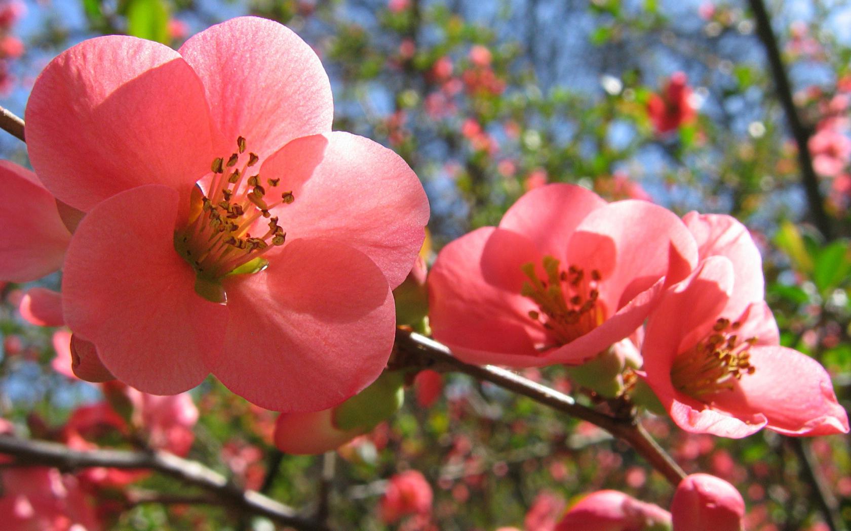 Цветение, розовые цветы, весна Цветы картинки, обои рабочий стол