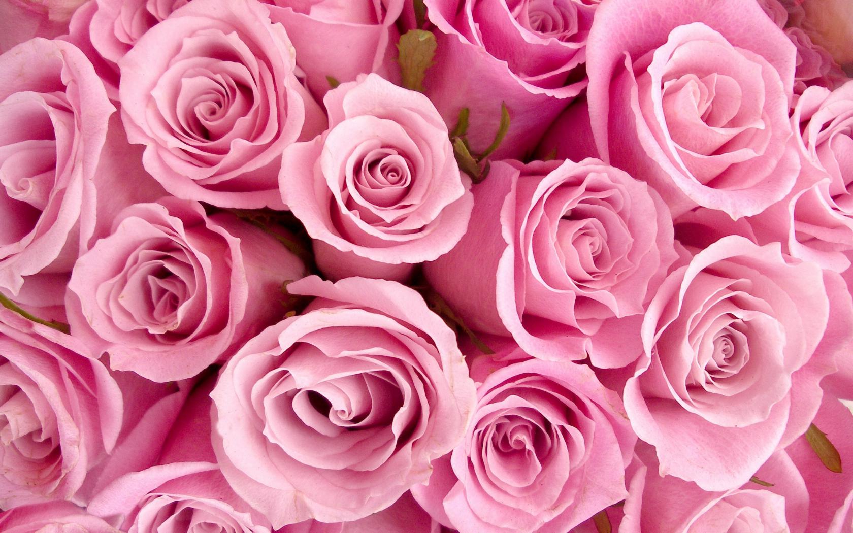 Розовые бутоны Цветы картинки, обои рабочий стол
