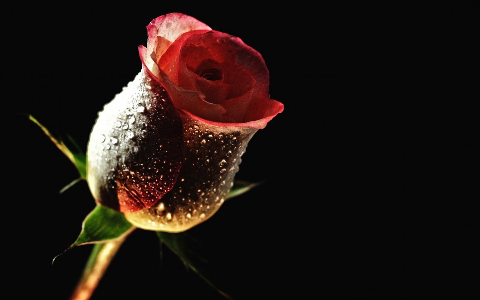Роза, цветок, красный Цветы картинки, обои рабочий стол