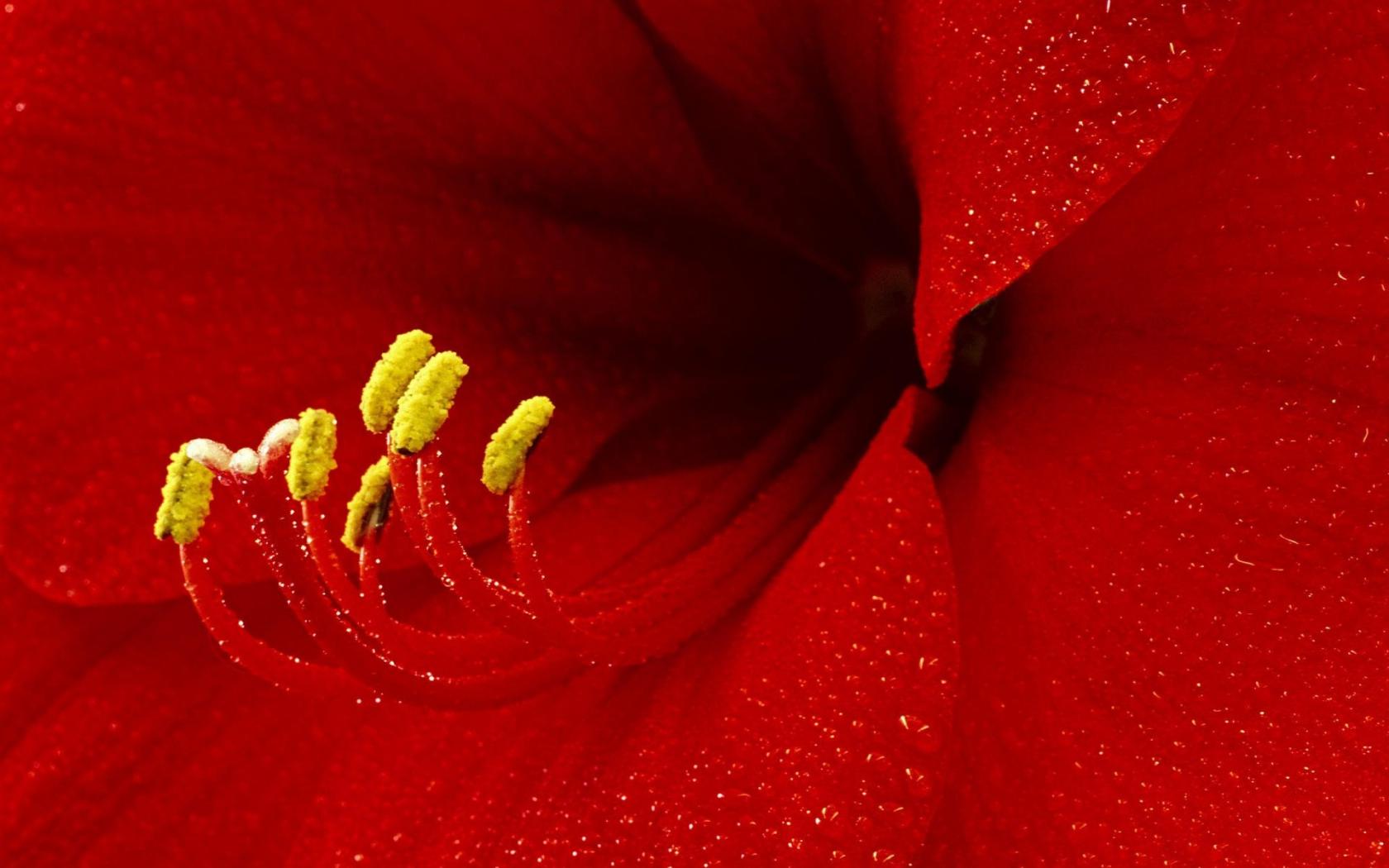 Красная манящая лилия Цветы картинки, обои рабочий стол