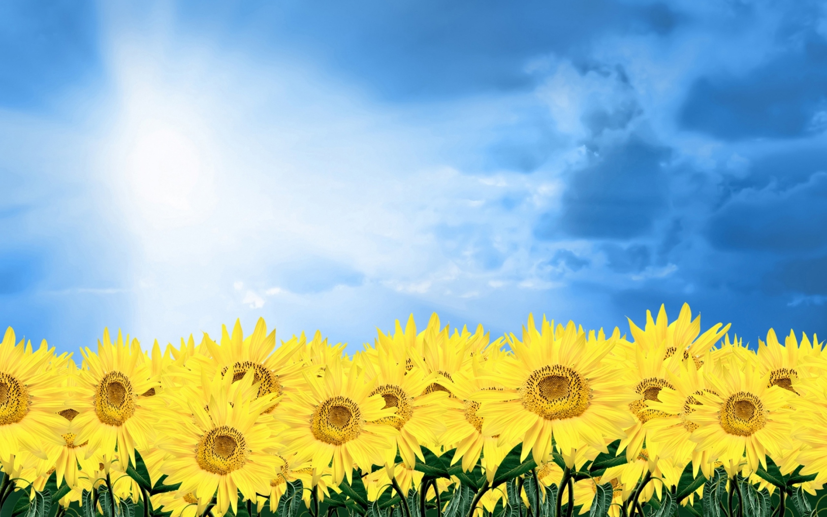 Солнечные подсолнухи Цветы картинки, обои рабочий стол