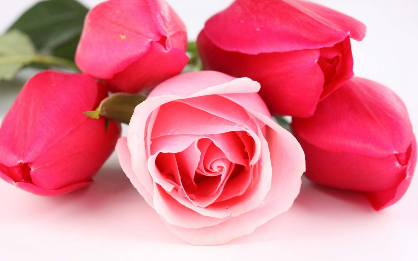 Роза и тюльпаны Цветы картинки, обои рабочий стол