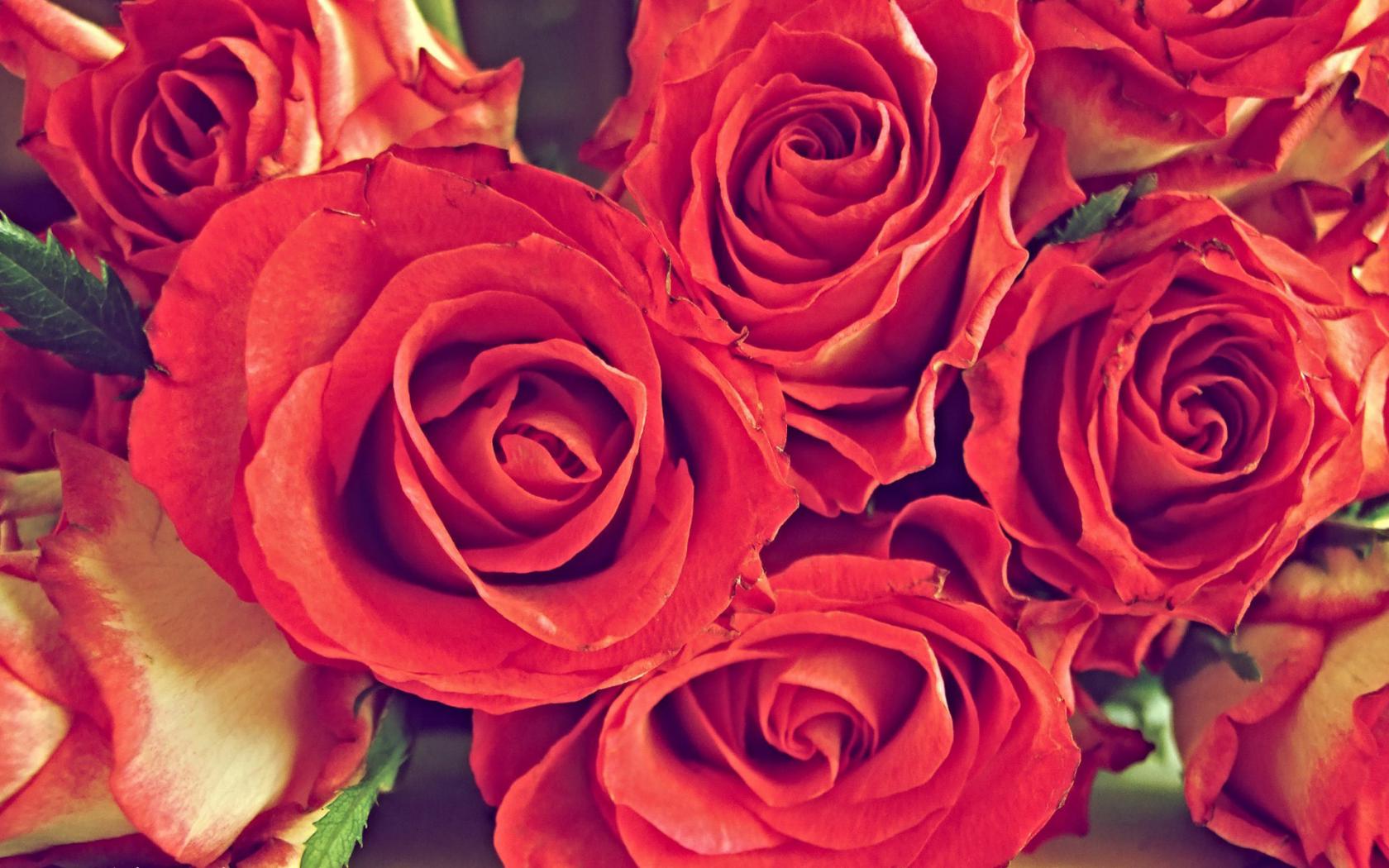 Распустившиеся розы Цветы картинки, обои рабочий стол
