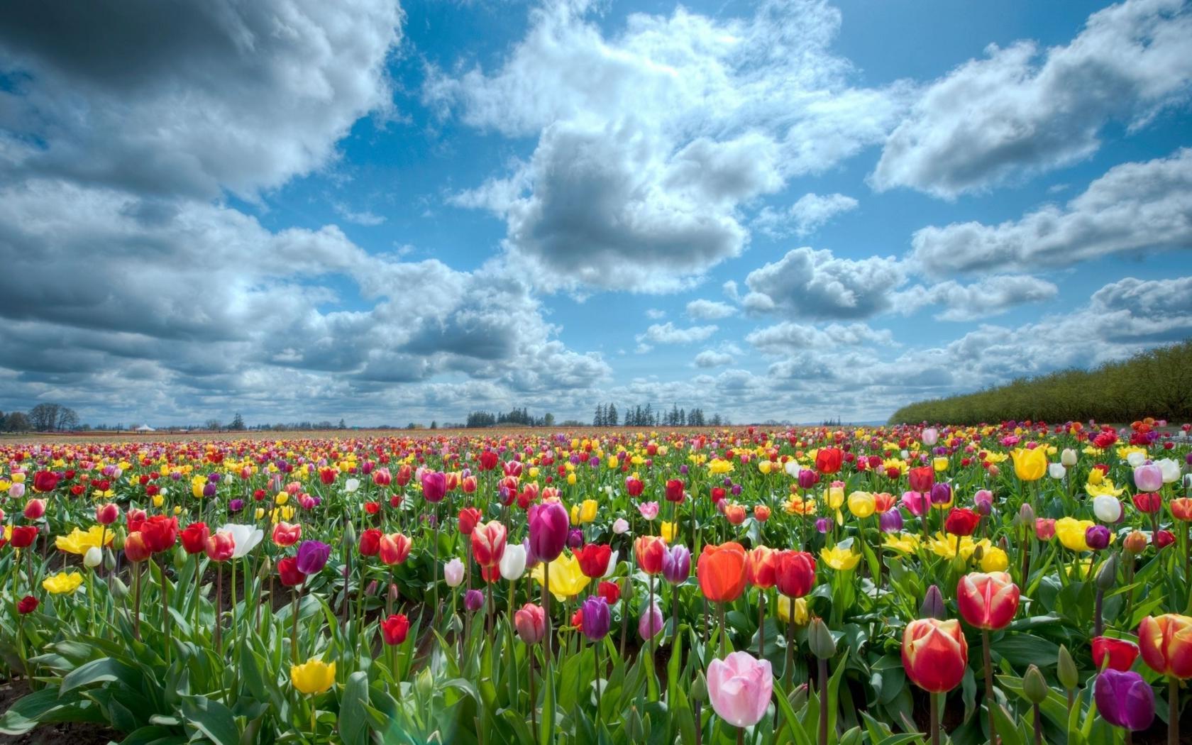 Природа, поле, небо, тюльпаны Цветы картинки, обои рабочий стол