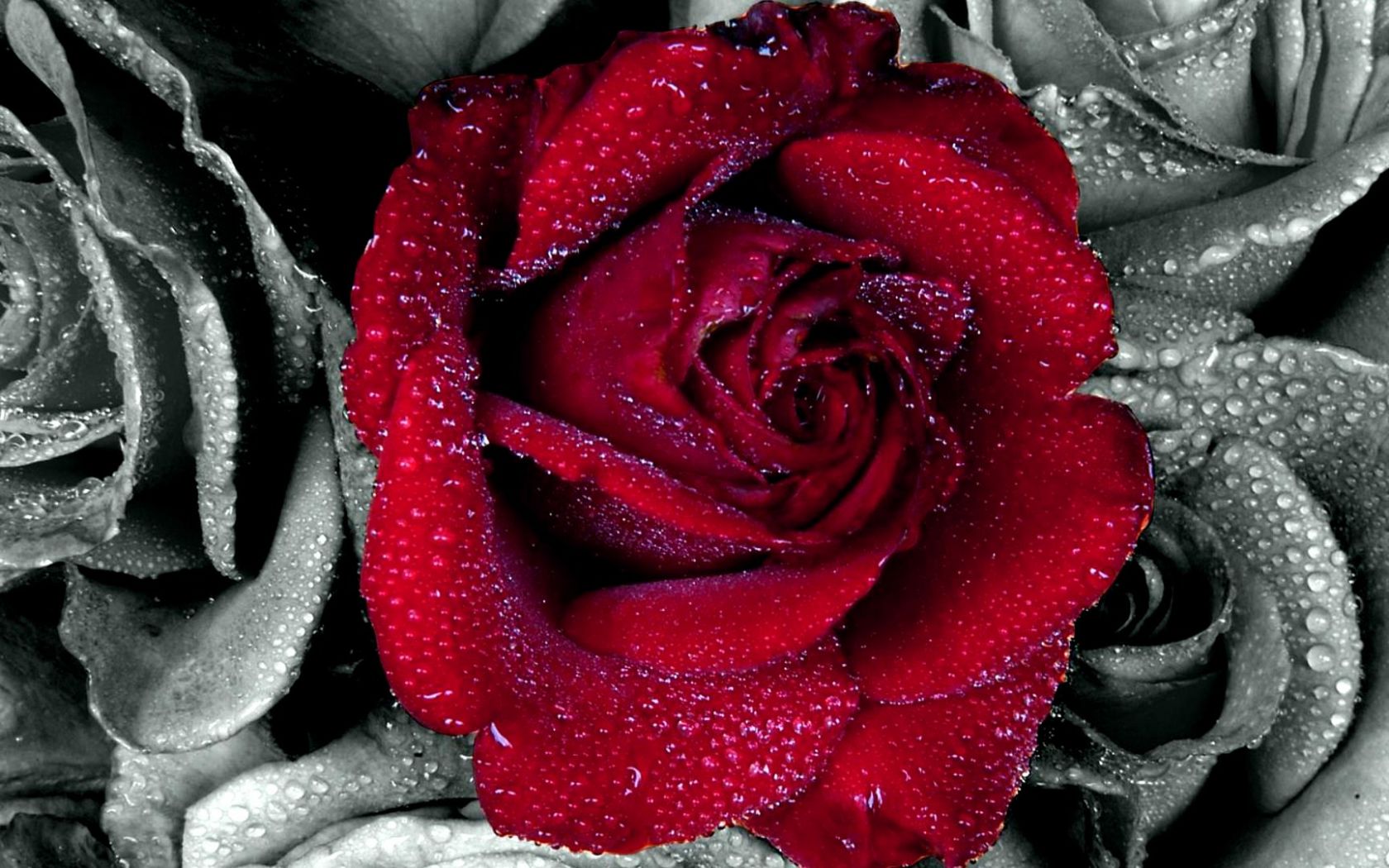 Красная роза на чёрнобелом фоне Цветы картинки, обои рабочий стол