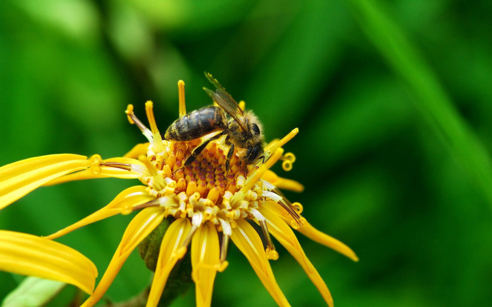 Пчела собирает нектар Цветы картинки, обои рабочий стол
