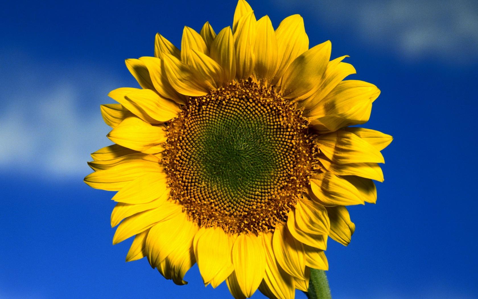 Солнечный цветок Цветы картинки, обои рабочий стол