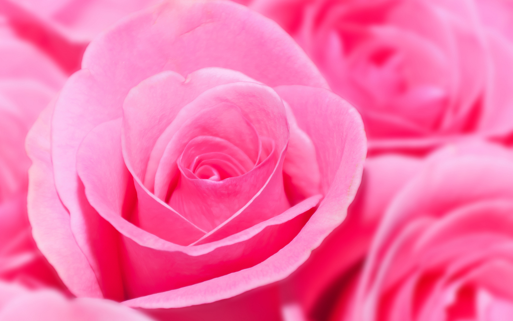 розовые, букет, много, розы, цветы Цветы картинки, обои рабочий стол
